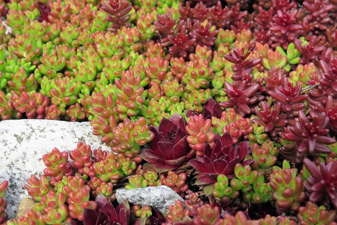 Stonecrop Stonecrop Mix (Sedum) - Ladybird Nursery