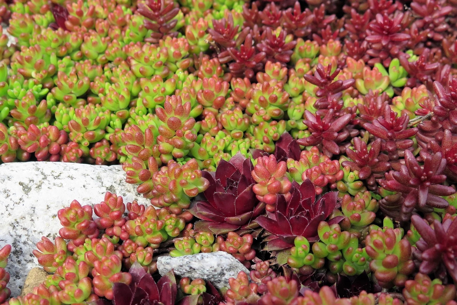 Stonecrop Stonecrop Mix (Sedum) - Ladybird Nursery