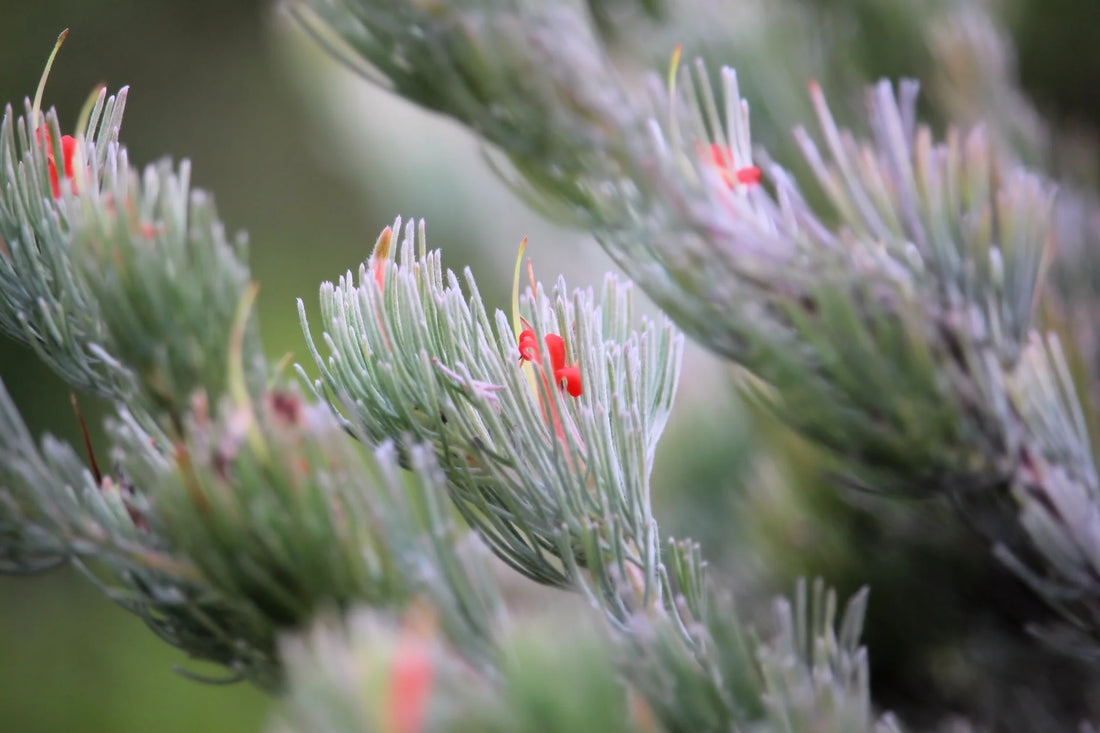 Woolly Bush Silver Streak (Adenanthos sericea) - Ladybird Nursery