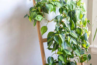 Philodendron Brasil (Philodendron hederaceum) - Ladybird Nursery