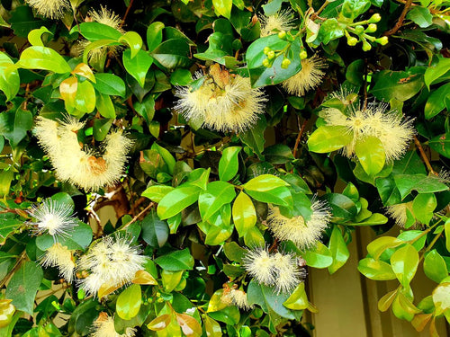 Lilly Pilly Resilience (Syzygium australe) 200mm Pot - Ladybird Nursery