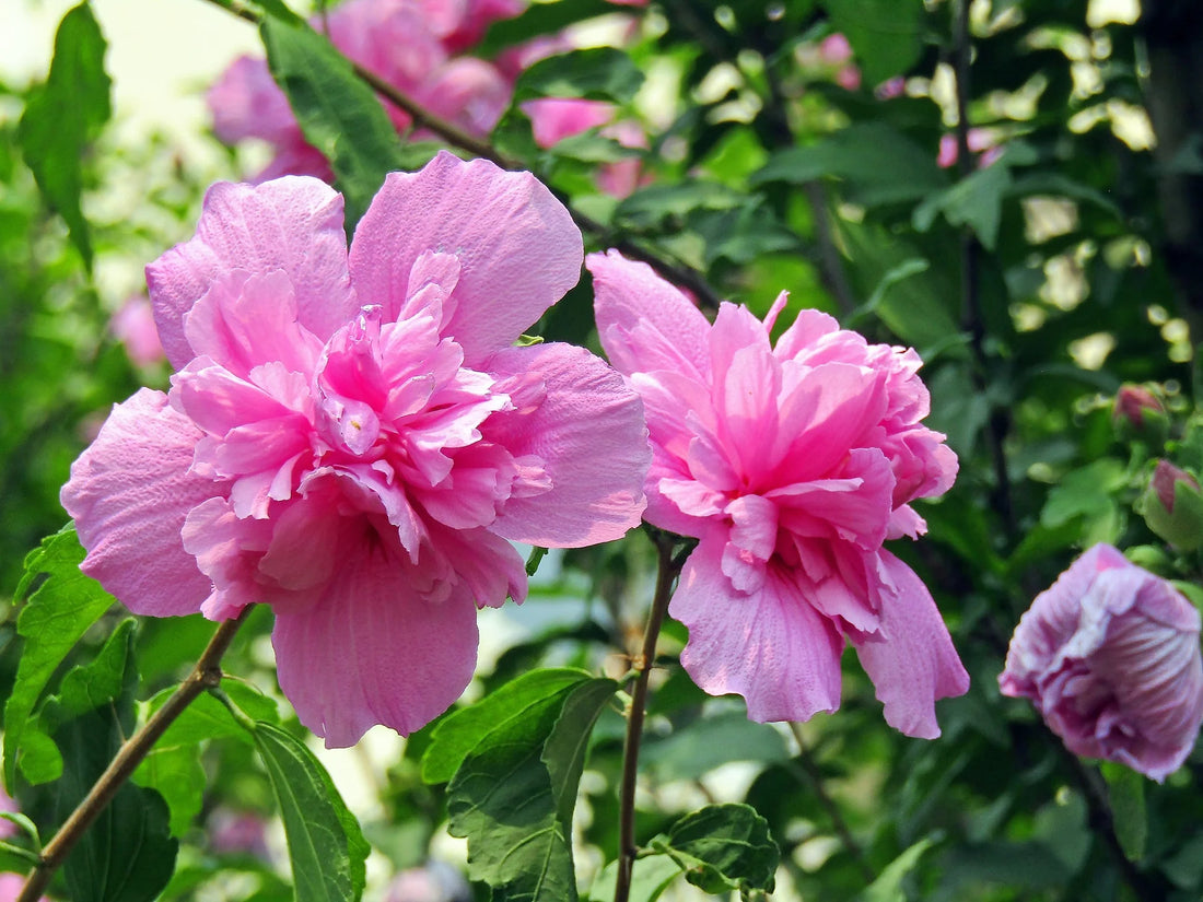 Rose of Sharon Double Pale Pink (Hibiscus syriacus) - Ladybird Nursery