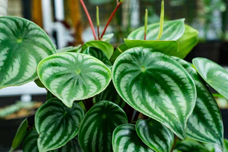 Peperomia Watermelon (Peperomia argyreia) - Ladybird Nursery