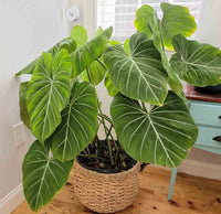 Philodendron (Philodendron gloriosum) - Ladybird Nursery