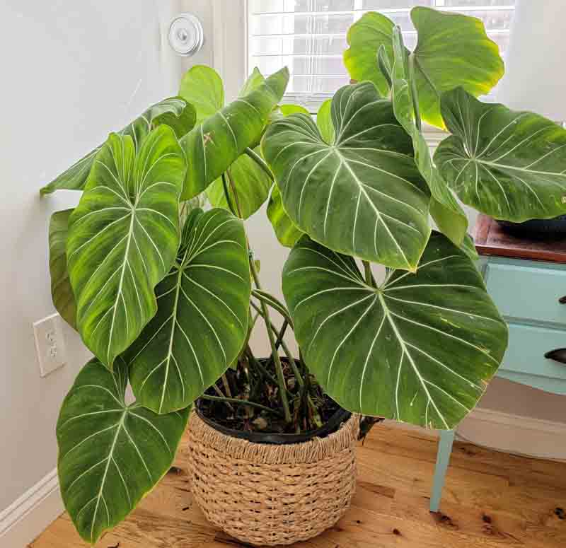 Philodendron (Philodendron gloriosum) - Ladybird Nursery