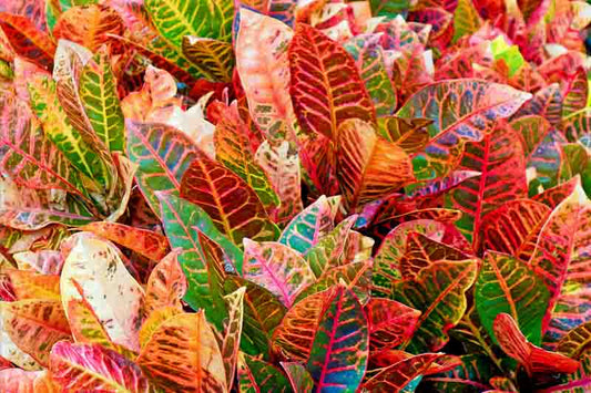 Croton Turtle Shell (Codiaeum variegatum)
