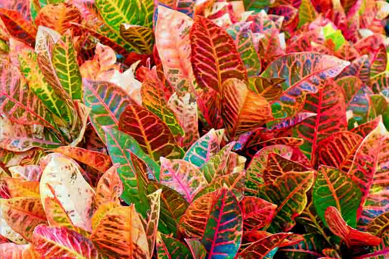 Croton Turtle Shell (Codiaeum variegatum)