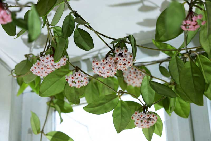 Wax Plant (Hoya carnosa) - Ladybird Nursery