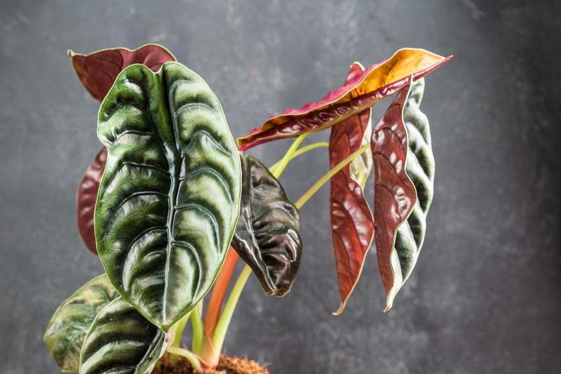 Red Secret Elephant Ear (Alocasia Red) - Ladybird Nursery