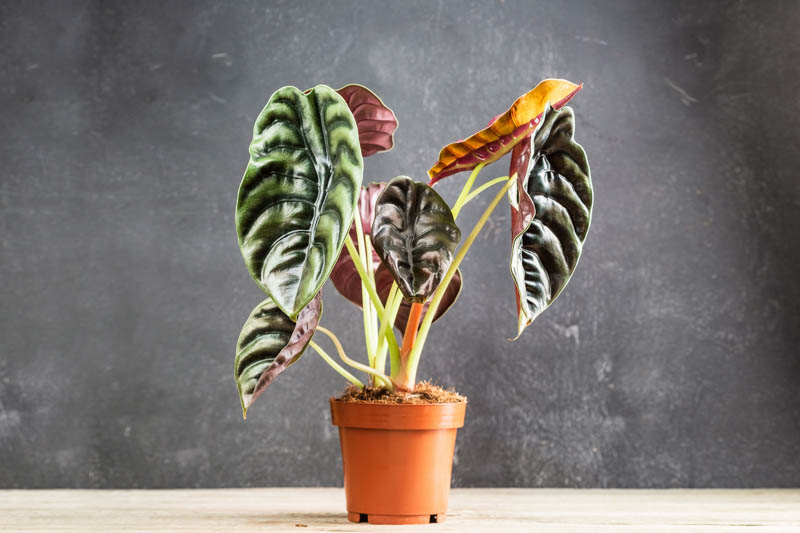 Red Secret Elephant Ear (Alocasia Red)