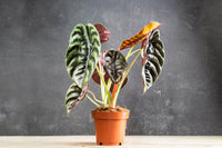 Red Secret Elephant Ear (Alocasia Red) - Ladybird Nursery