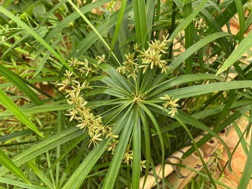 Dwarf Umbrella Sedge (Cyperus alternifolius)