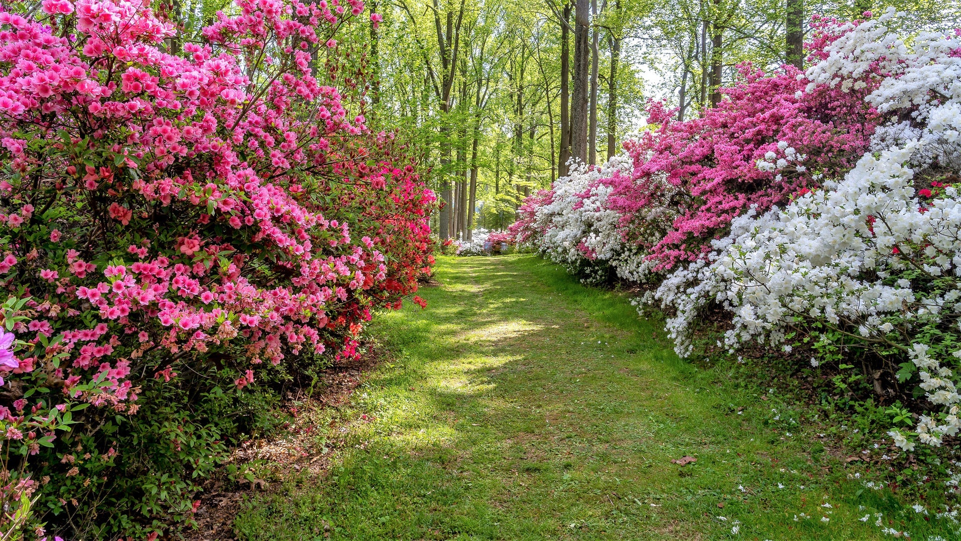 Rhododendron spp. Assorted