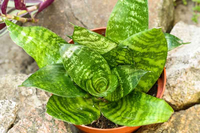 Snake Plant Green (Sansevieria trifasciata)