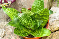 Snake Plant Green (Sansevieria trifasciata)