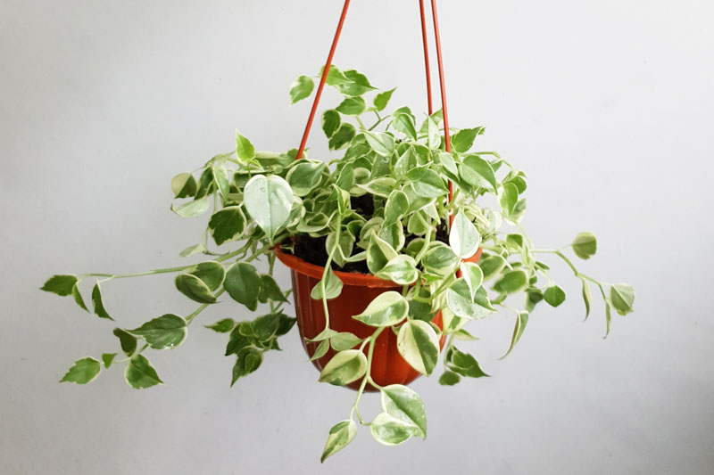 Peperomia Variegated Cupid (Peperomia scandens)
