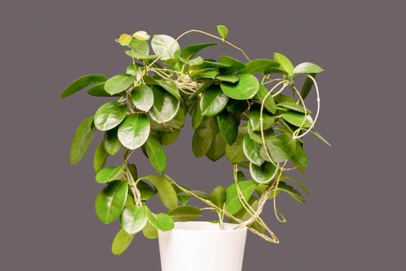 Wax Plant (Hoya australis)