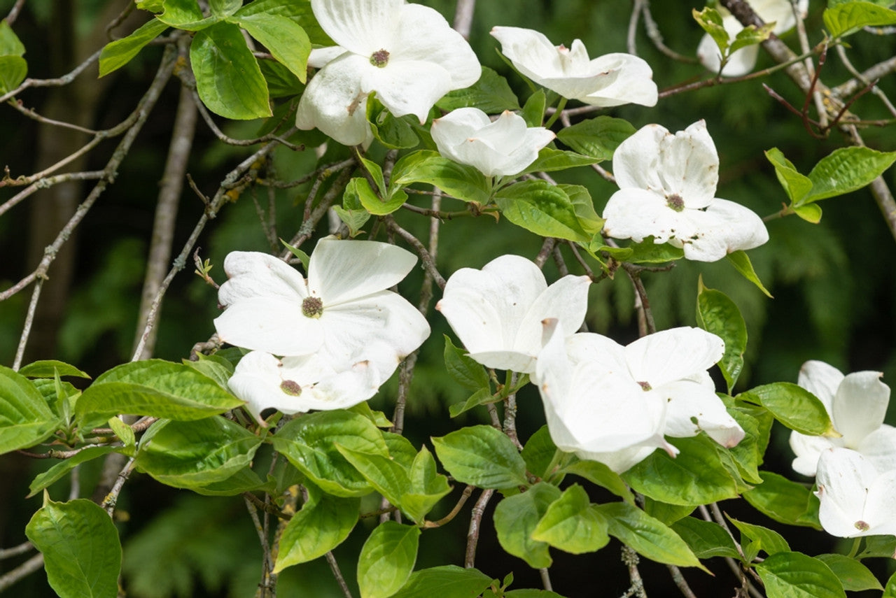Dogwood x florida Eddies White Wonder (Cornus nuttallii)
