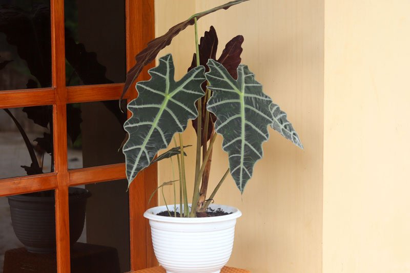 Amazonian Elephant Ear 'Dwarf Form' (Alocasia amazonica) 200mm Pot - Ladybird Nursery