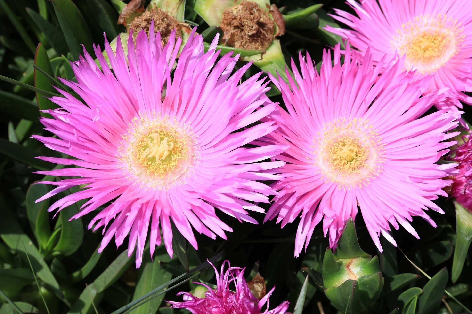 Ice Plant Pink Dwarf (Mesembryanthemum cooperi) - Ladybird Nursery