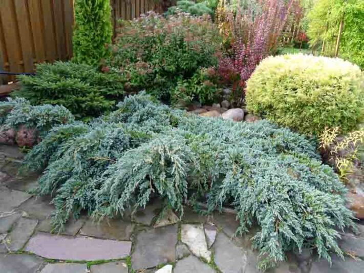 Eastern Red Cedar Grey Owl (Juniperus virginiana)