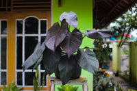 Philodendron Royal Queen - Ladybird Nursery