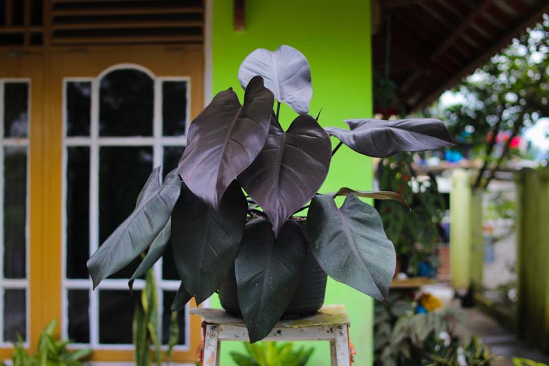 Philodendron Royal Queen - Ladybird Nursery