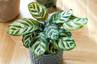 Prayer Plant (Calathea makoyana)