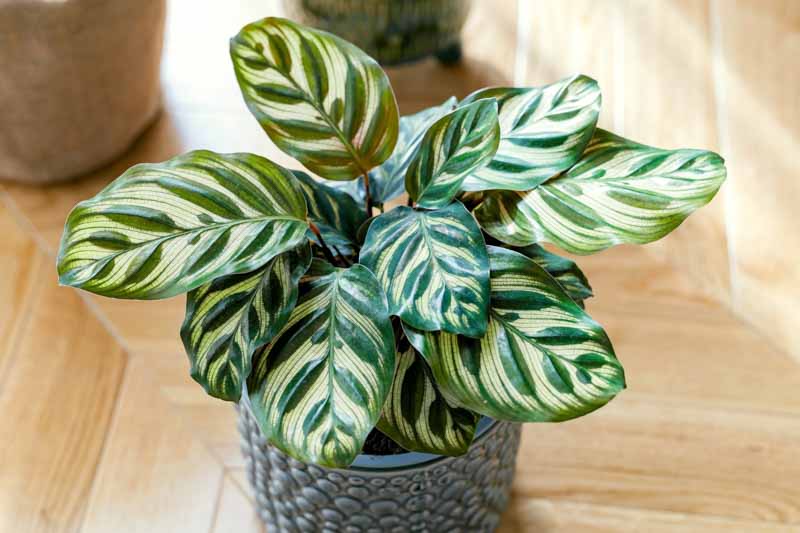 Prayer Plant (Calathea makoyana) - Ladybird Nursery