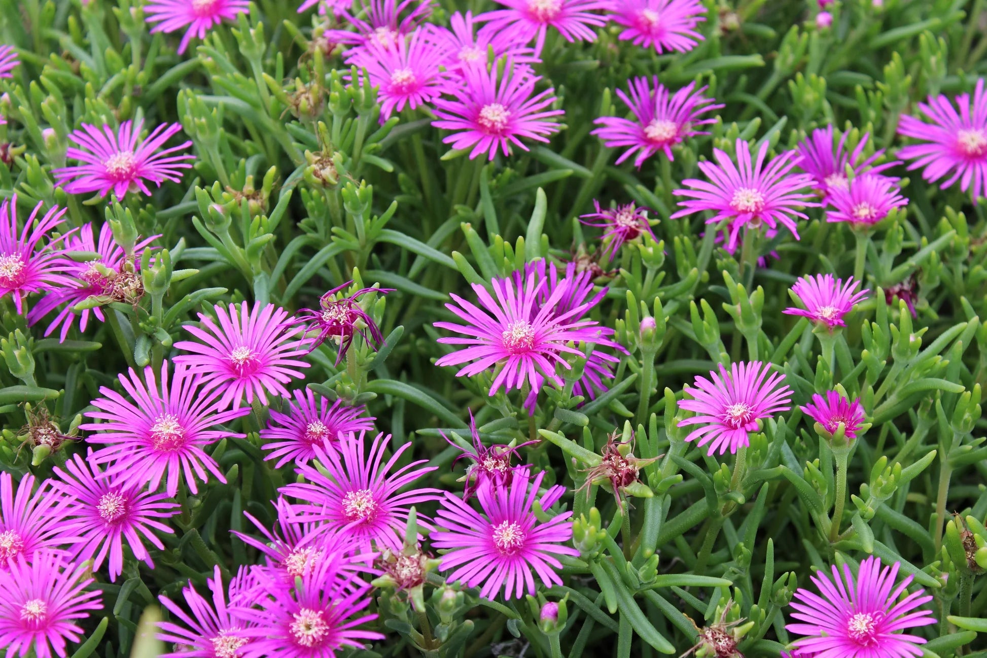 Ice Plant Pink Dwarf (Mesembryanthemum cooperi)