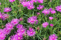Ice Plant Pink Dwarf (Mesembryanthemum cooperi)