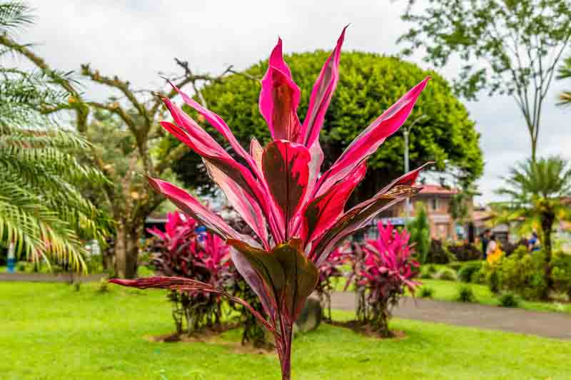 Cordyline MulCordyline fruticosaed (Cordyline fruticosa)