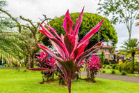 Cordyline MulCordyline fruticosaed (Cordyline fruticosa) - Ladybird Nursery