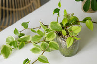Peperomia Variegated Cupid (Peperomia scandens variegata ) - Ladybird Nursery