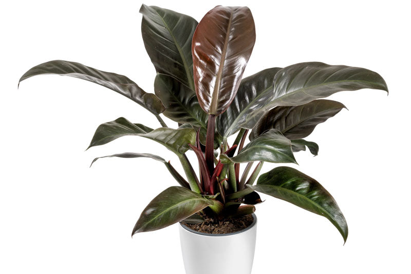 Philodendron Imperial Red