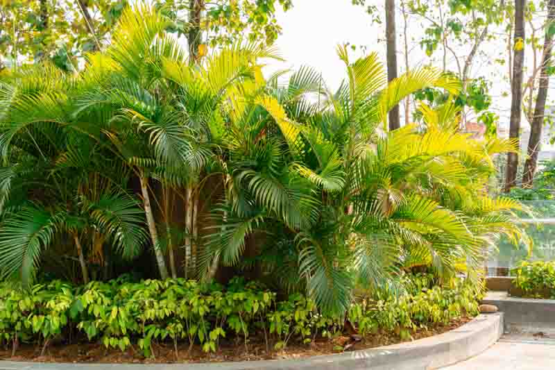 areca palm buy melbourne Areca Palm (Dypsis lutescens) Plant – Buy Now! – Ladybird Nursery
