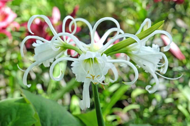 Spider Lily Green Tinge (Hymenocallis speciosa)