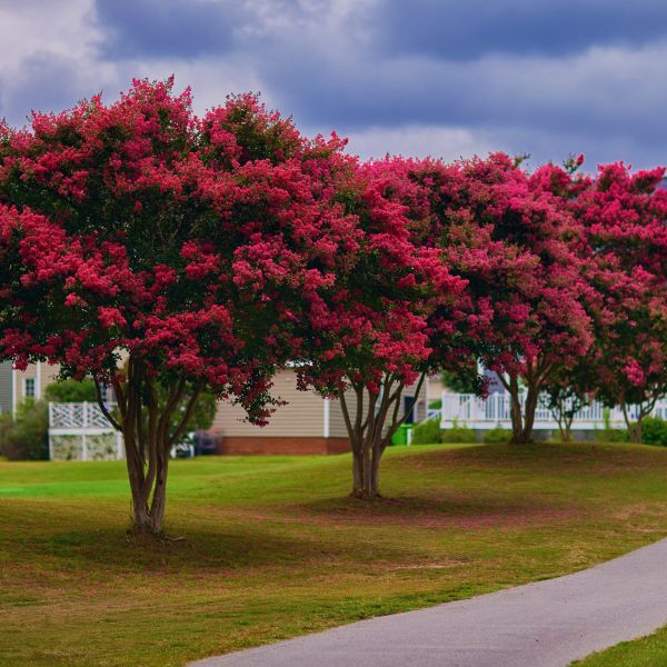 Crepe Myrtle Tonto (Lagerstroemia) - Ladybird Nursery