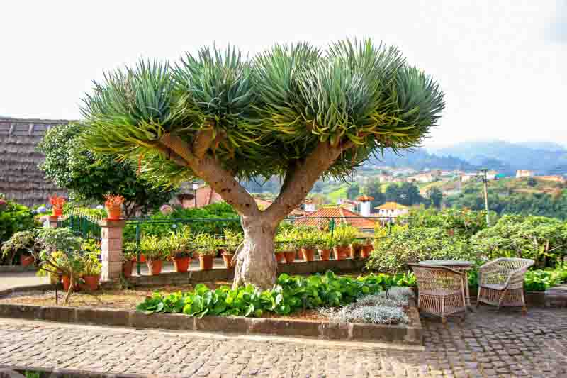 Dragon Tree (Dracaena draco)