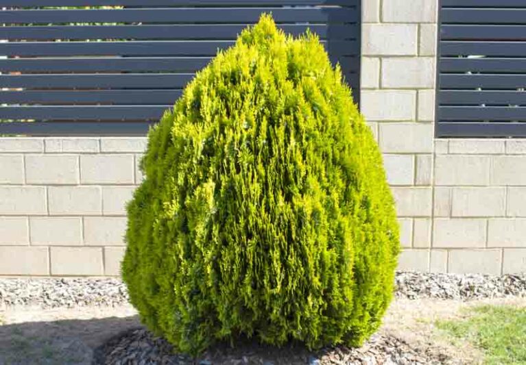 Arborvitae Lucasii (Thuja orientalis) - Ladybird Nursery