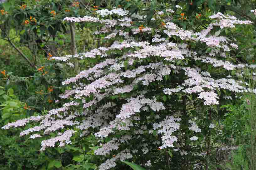 Japanese Snowball Pink Beauty (Viburnum plicatum)