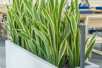 Variegated Snake Plant (Sansevieria trifasciata)