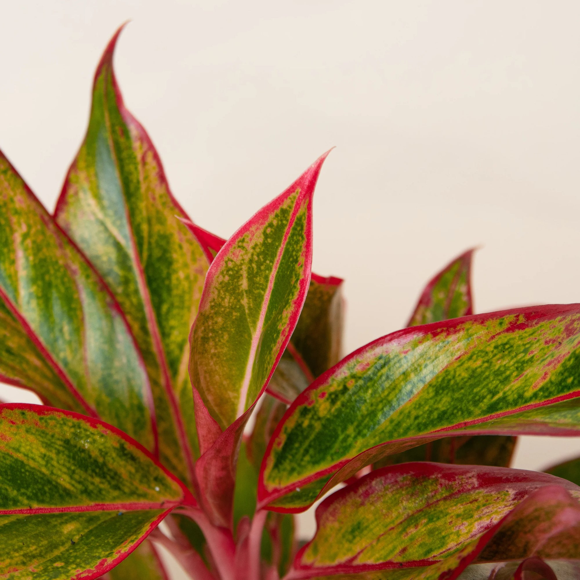 Aglaonema Siam Aurora - Ladybird Nursery