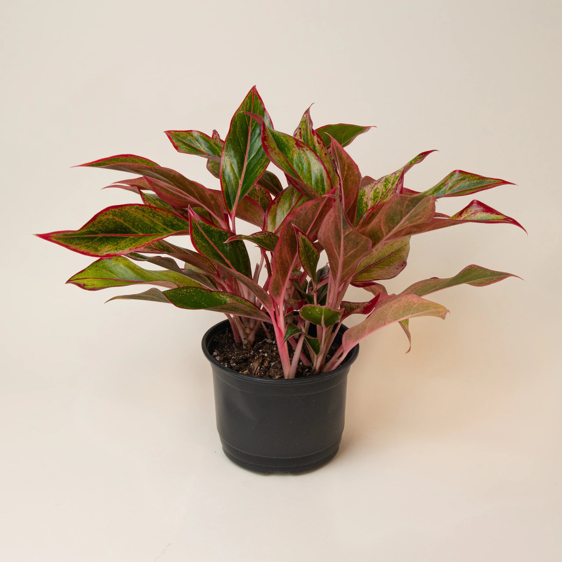 Aglaonema Siam Aurora