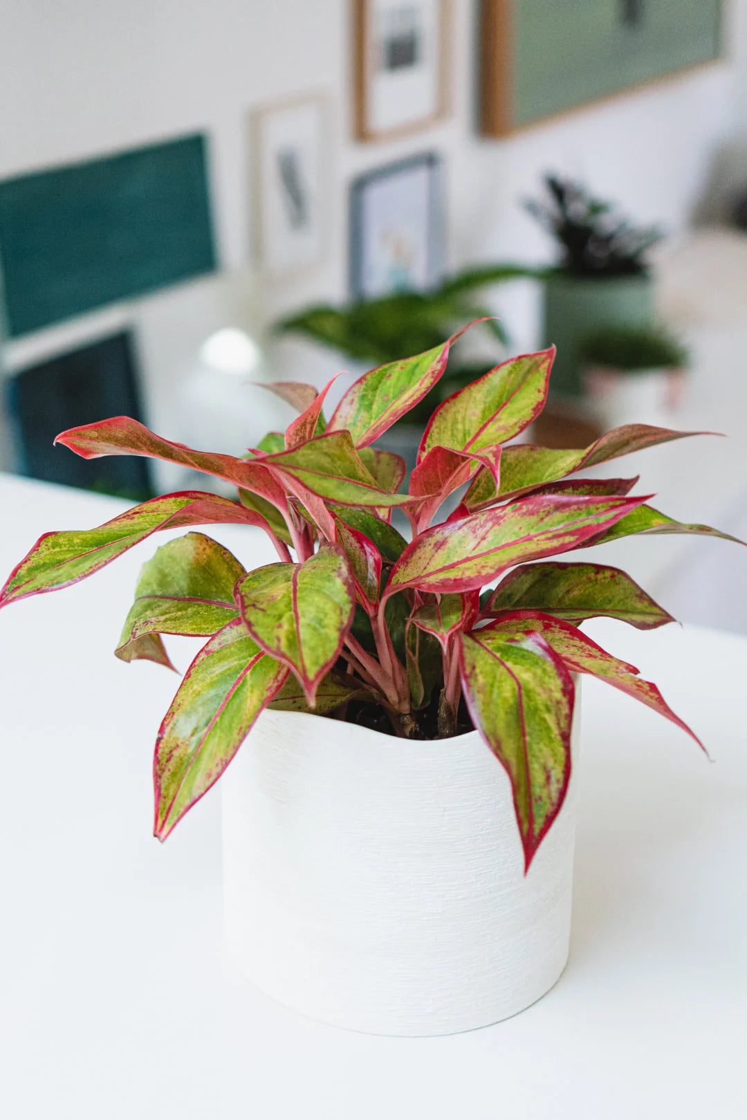 Aglaonema Siam Aurora