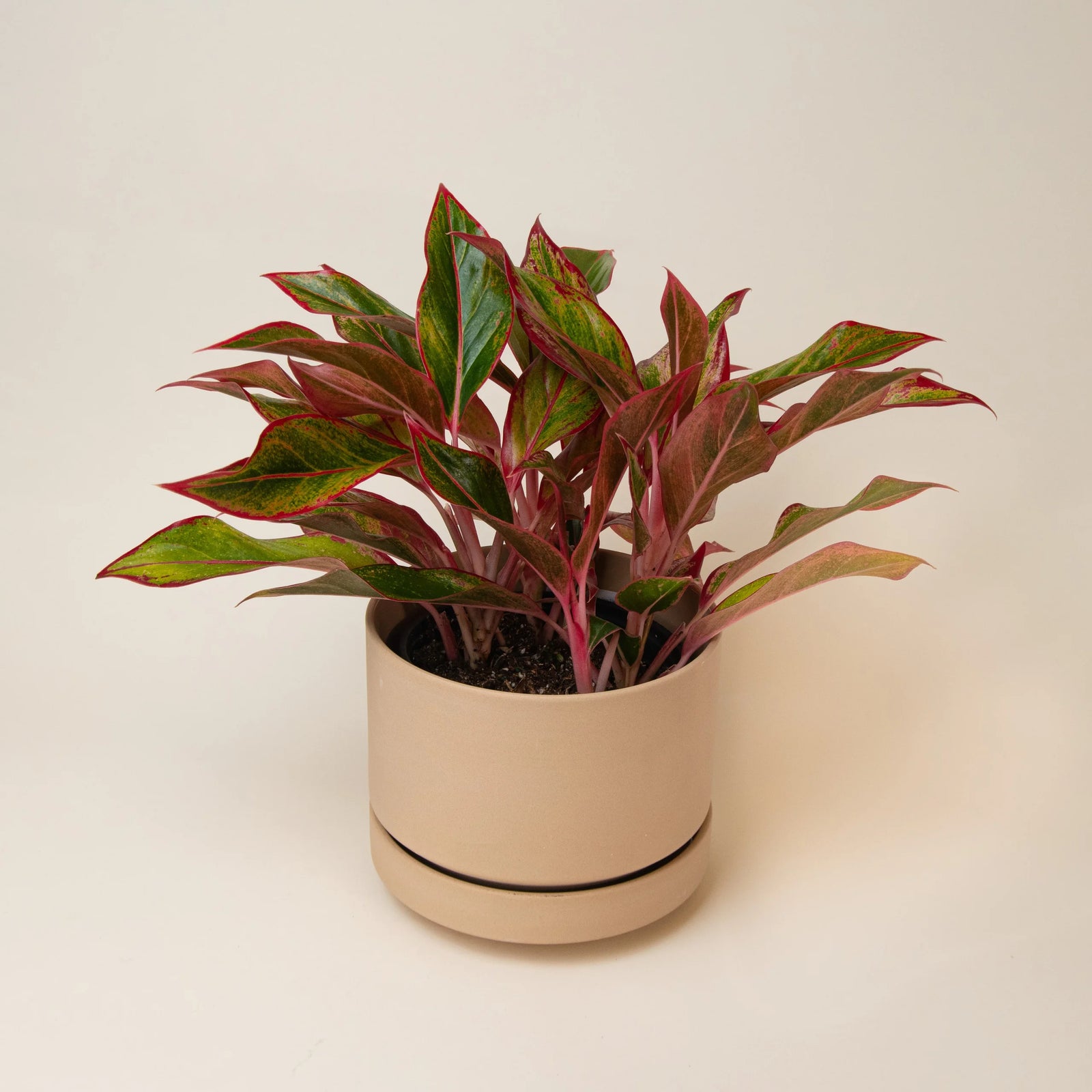Aglaonema Siam Aurora - Ladybird Nursery