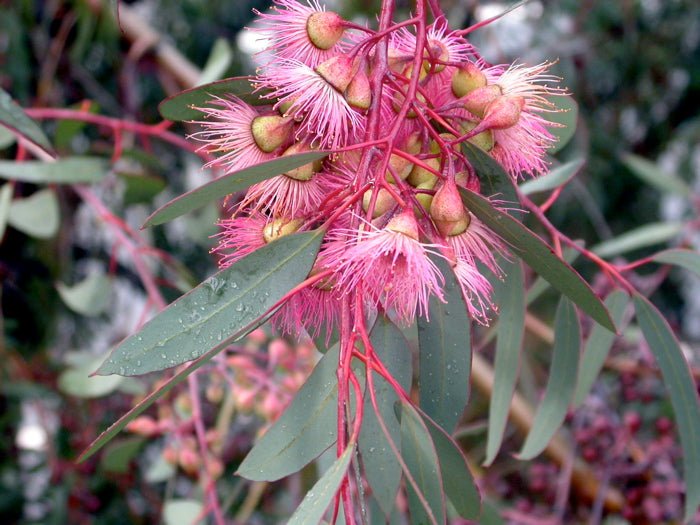 Red - Flowering Yellow Gum (Eucalyptus leucoxylon Rosea) - Ladybird Nursery