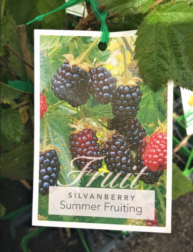 Silvanberry
