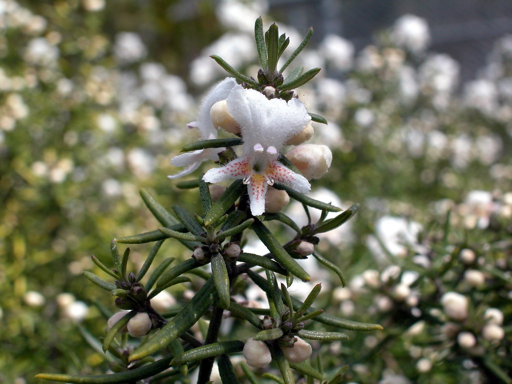 Coastal Rosemary Silver Lining (Westringia brevifolia)