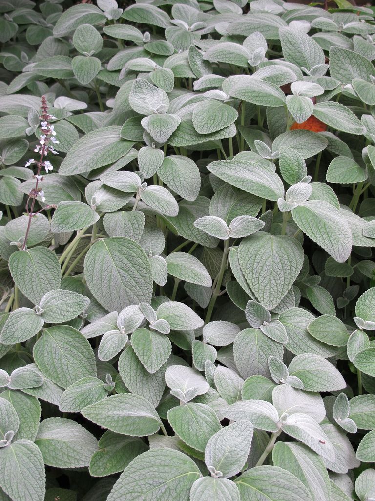 Silver Spurflower Crest (Plectranthus argentea)